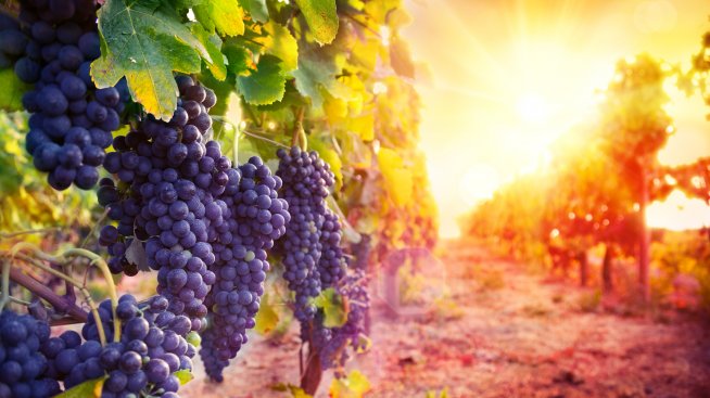 Вино и туризъм – любима комбинация за ценителите