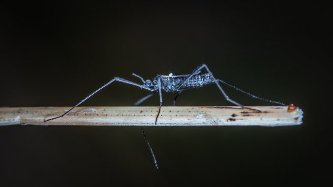 Новият бич на човечеството – насекомите