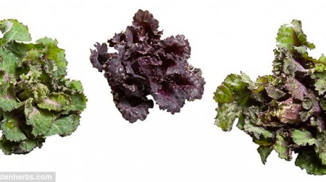 Направиха хибрид между брюкселско зеле и кейл