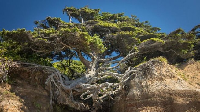 Силата на природата: Дървета, които отказват да се предадат