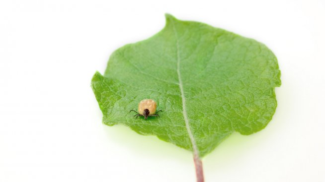 Лекар: Изследването на кърлежи е безсмислено