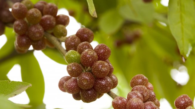 Шефердия – новият супер плод