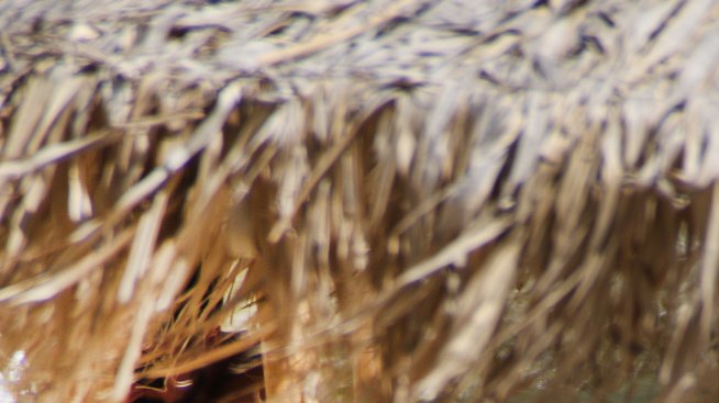 Адриана Лима сингъл, омая футболиста Сами Кедира