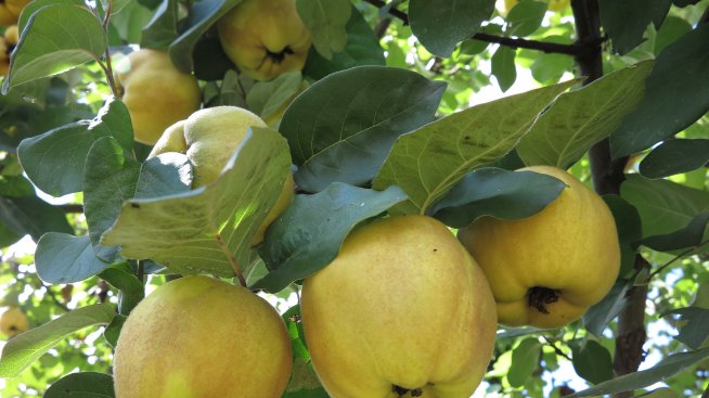 Яжте дюли, за да подсилите организма през есента