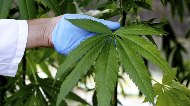 Изобретиха тампони...с марихуана