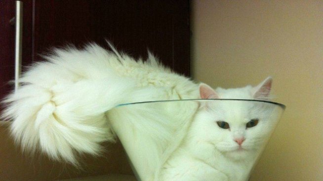 Котки, които преминават в течно състояние