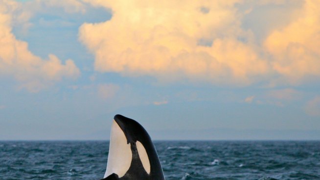 Най-подходящите места, където можете да видите китове