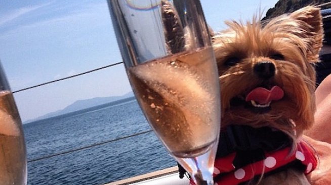 Кучета живеят като холивудски звезди