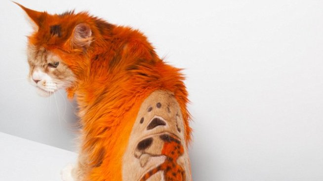 Котки като „произведения на изкуството“