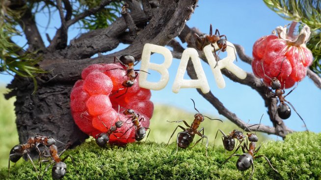 Красивият свят на мравките