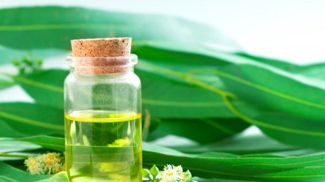 В сезона на грипа: Масло от евкалипт