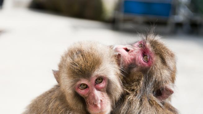 Любовните уроци, които може да научите от животните