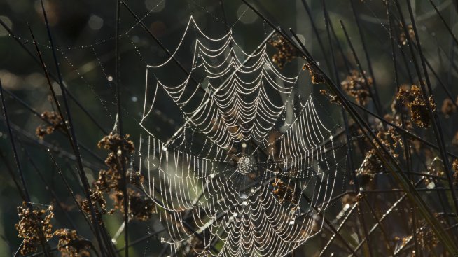 Как се лекува страх от паяци за две минути?