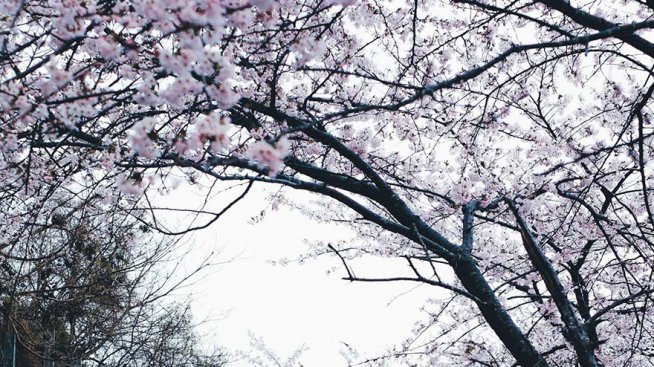 Докоснете се до очарованието на Япония