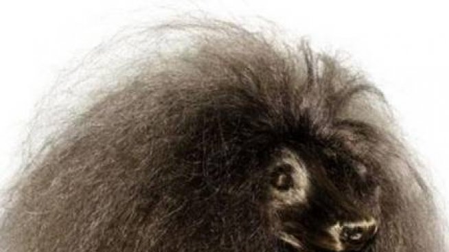 Животински образи от коса