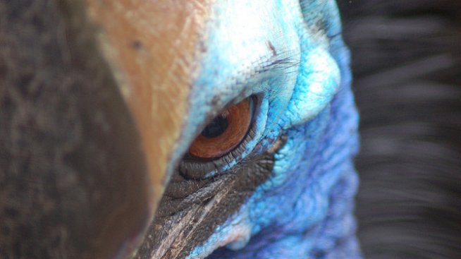 По следите на най-опасната птица в света