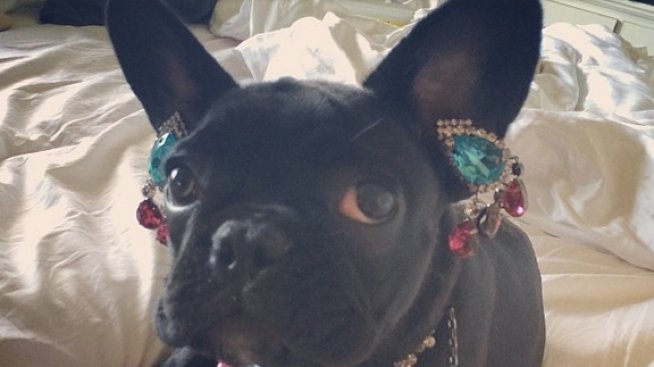 Гага окичи кучето си с бижута