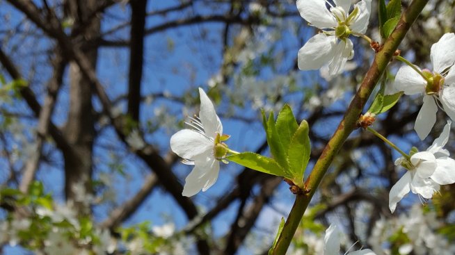 Пролетта идва: Честита Баба Марта!