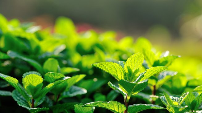 Ментата крие и странични ефекти