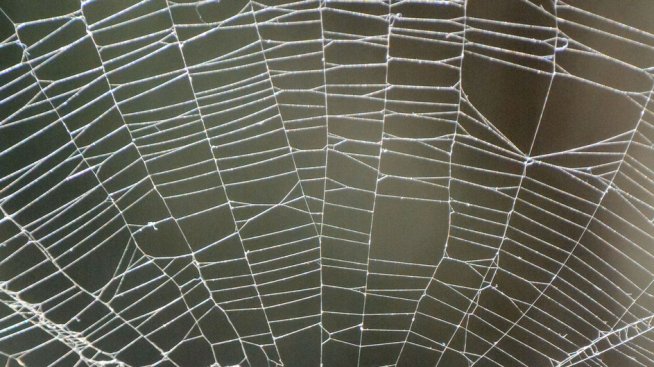 Сънища с паяци – какво означават?