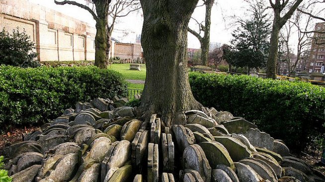 Дървото на Харди – ранно произведение на велик писател