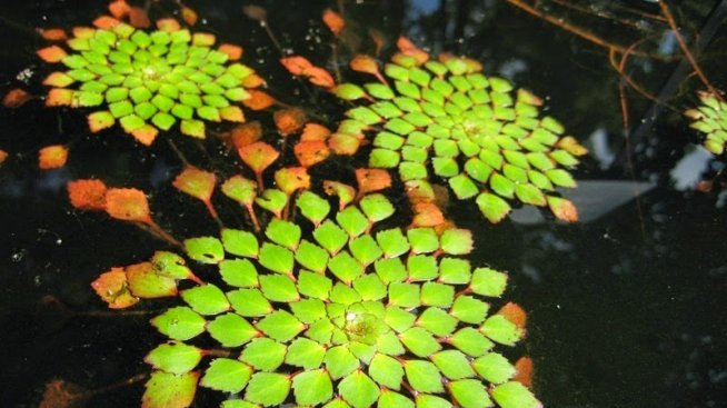 Невероятната симетрия на природата