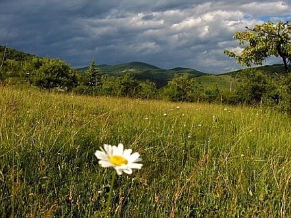 Това е маргаритка. И красива поляна. И не се намира на другия край на земята, а в едно село, наречено Елешница, отдалечено на няколко километра от задимена София. Снимките ни ги прати Видка Атанасова. Благодарим мн