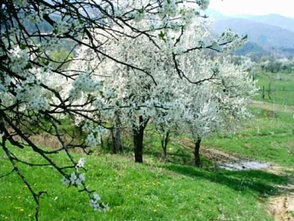 Класическият пролетен пейзаж на Мария Николова