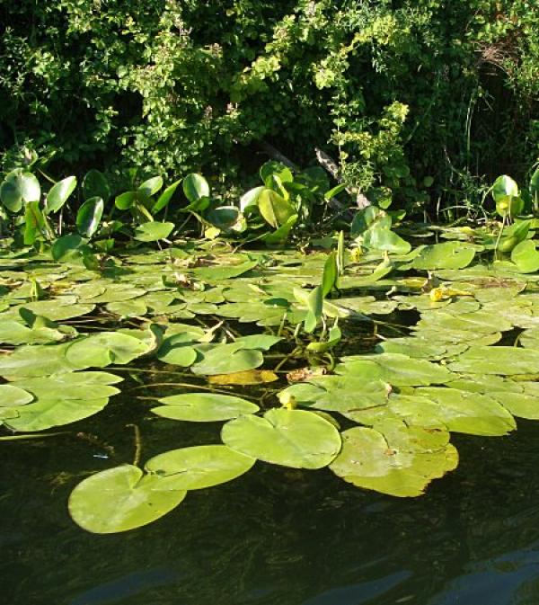 Какво ще кажете за водните лилии...