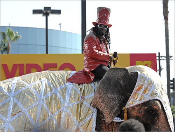 А имаше и крайни ентусиасти като рапъра Ти Пейн, например. Само не разбрахме от коя колекция на зоологическата градина е слончето.