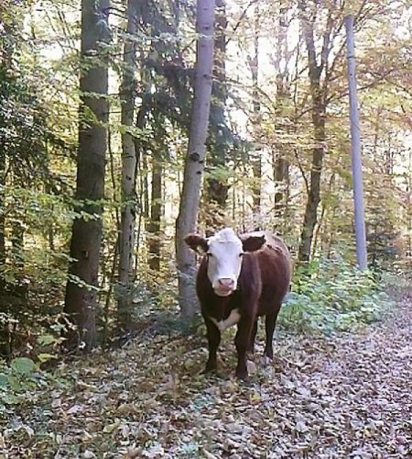 Е, такива симпатични, мили кравички има и в Рила, не само в Алпите.