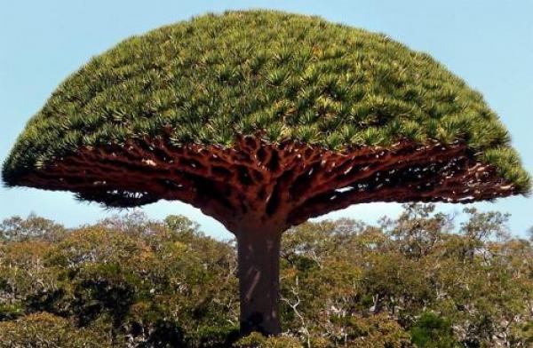 Dragon's Blood Tree. Или Драконовата кръв