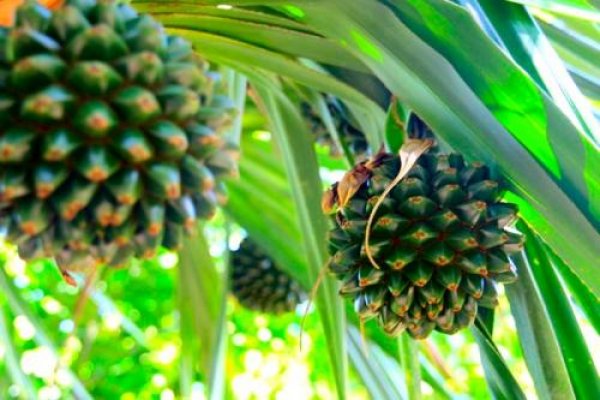 Снимка: Picstropical