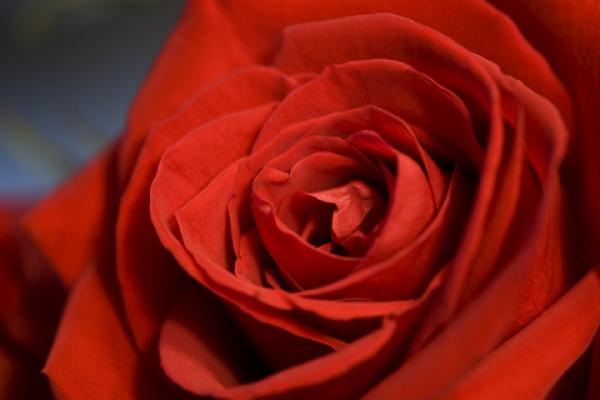  ЧервеноКласика в жанра. През деня го съчетайте само с плътна очна линия и спирала за дълги, извити мигли, а вечер експериментирайте с по-наситен цвят, като първо очертайте устните с молив, запълнете ги, а след това с четка добавет