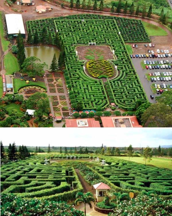 Pineapple Garden Maze в Хаваите, или най-големият в света, според рекордите на Гинес за 2001 г. Вместо от традиционните растения, той е направен от екзотични такива. В сърцето му има ананас.