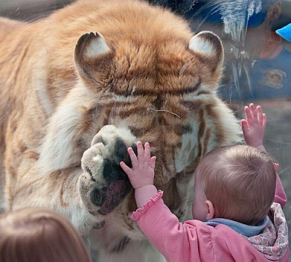 Голямо животно и мъничко бебе. Много любов