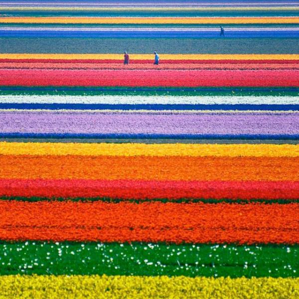 Снимка: surfbumps.comГрадините с лалета Keukenhof, Лисе, Холандия