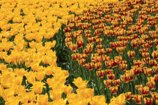Снимка: www.keukenhof.nl