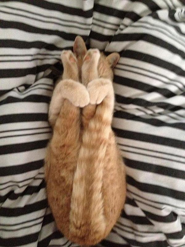 Снимка: BoredPanda