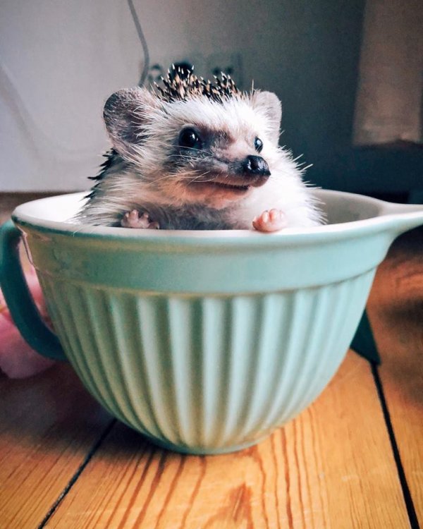 Mr.Pokee the Hedgehog/Facebook