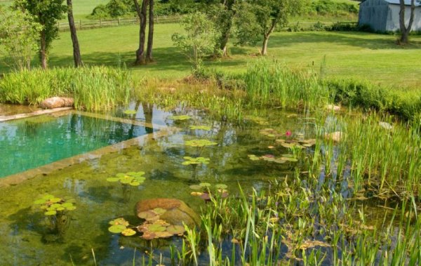 Снимка: NaturalSwimmingPools