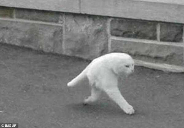 Снимка: Imgur