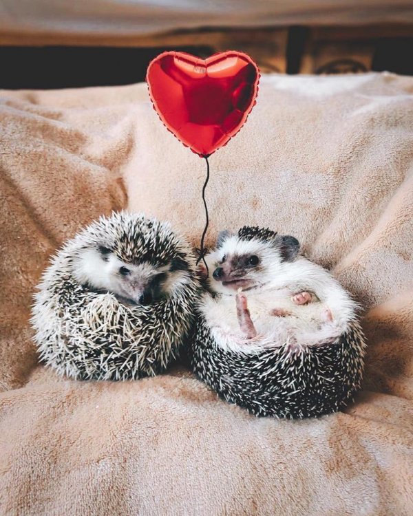 Mr.Pokee the Hedgehog/Facebook