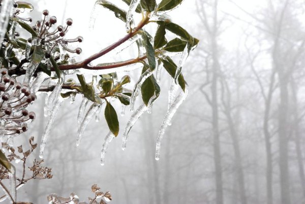 Снимка:&nbsp;