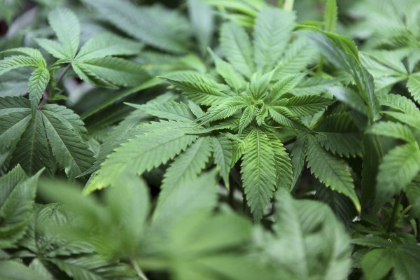 1. Канабис (Cannabis)Канабисът има дълга история, като още преди векове той е бил използван като средство за предизвикване състояния на транс. Някои историци и етимолози твърдят, че канабисът е бил използван по време на религиозни тайнства от древните евреи, ранните християни и мюсюлманите от ордена Суфи. Растенията на канабиса отделят вещества, наречени канабиноиди, които оказват физически и психически промени върху човека. Най-често канабисът се среща в две форми, като марихуана и хашиш. Психоактивните ефекти на канабиса могат да варират в зависимост от индивидуалността на човека, който го приема. Най-често обаче наблюдаваните ефекти са: цялостна промяна на възприятието, лека еуфория, чувство на спокойствие и намаляване нивата на стрес, летаргия, общителност, засилване на епизодичната памет, повишена чувствителност, параноя или тревожност.Снимка: Reuters