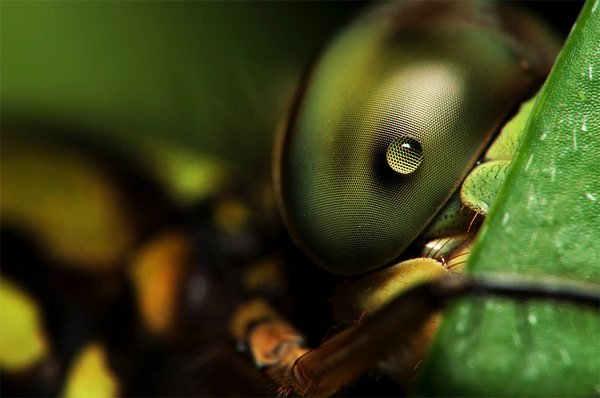 Снимка: http://www.amritray.com