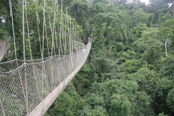 Снимка: weirdlyodd.comВъжено трасе в парка „Какум“, Гана (Canopy Walk in Kakum National Park, Ghana)В национален парк “Какум“ има поредица от висящи мостове на територията на горите, които са известни като Canopy Walk. Мостовете са 7 и са с обща дължина над 330 метра и височина около 40 метра над земята. Като цяло се водят добре обезопасени, но на посетителите им изглеждат доста страховити.