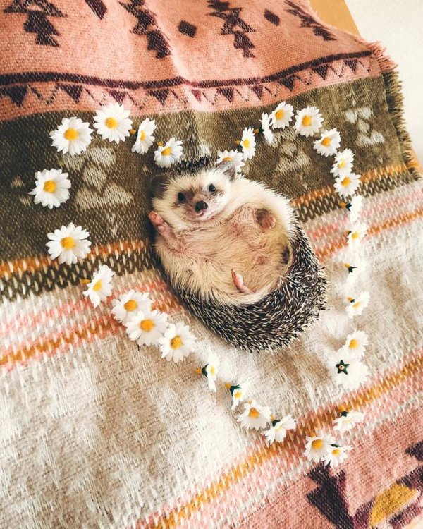 Mr.Pokee the Hedgehog/Facebook