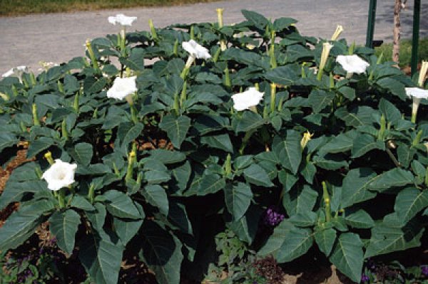 8. Татул (Datura stramonium)Първоначално татул имало единствено на територията на Индия и Централна Америка. И на двете места той бил използван в мистични ритуали. Индийците го пушели заедно с канабис, а американците го използвали по време на церемонии. В САЩ наричат татулът „джеймстаун трева“. Прозвището идва от името на града Джеймстаун, Вирджиния, където британски войници били дрогирани случайно с него, докато се опитвали да потушат бунтът на Бейкън. Ефектът от употребата на татула може да трае няколко дни и се описва като „истински транс“, по време на който сте будни, но нямате реална представа за случващото се около вас.Снимка: listverse.com