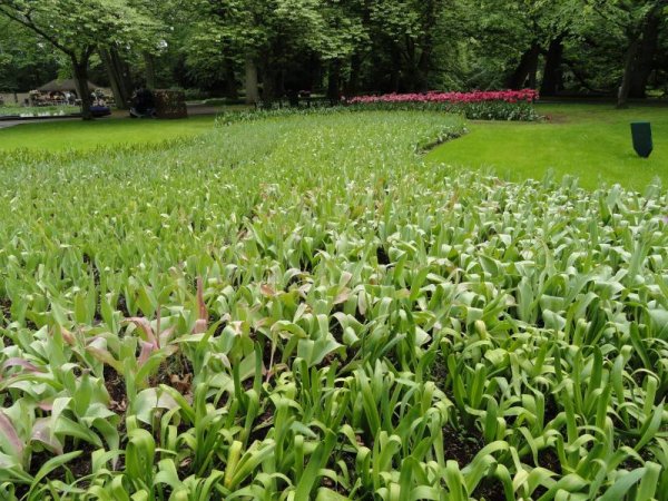 Снимка: www.keukenhof.nl